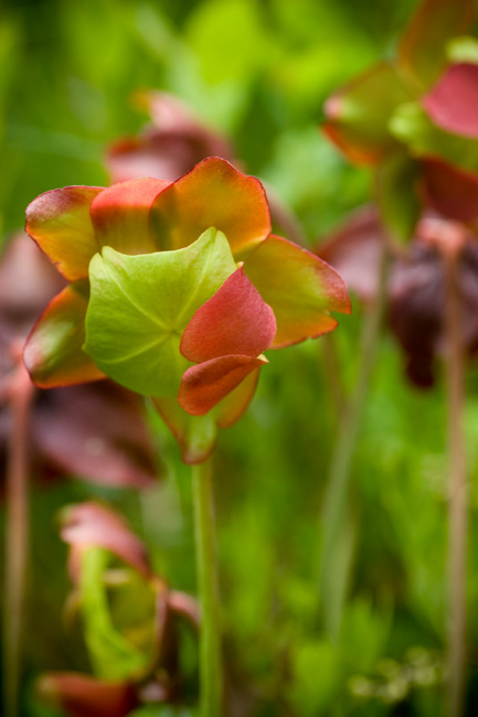 pitcherplant.jpg