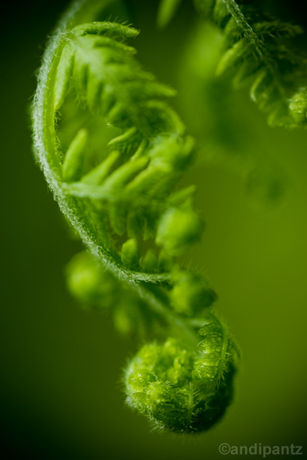 fern.jpg