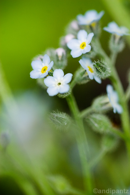 blueflower.jpg