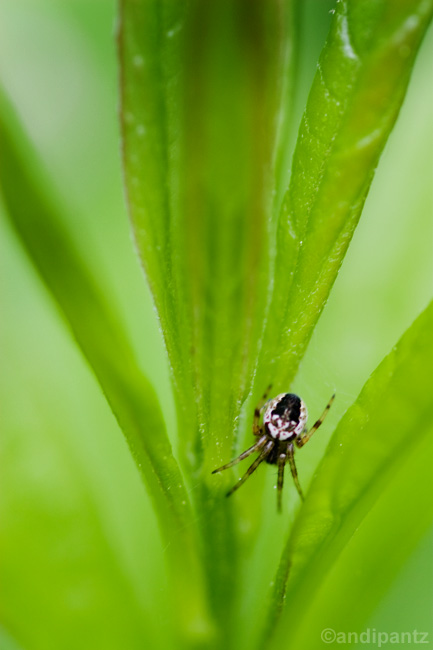 spider.jpg