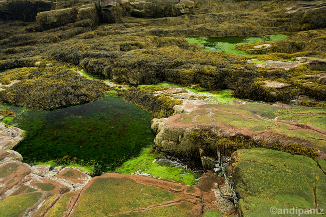 tidepools.jpg