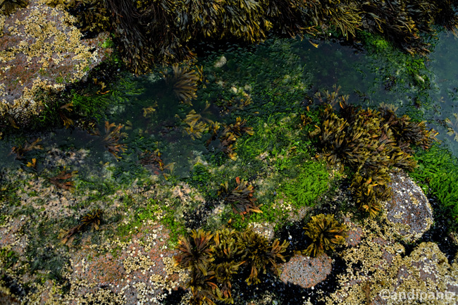 tidepools2.jpg