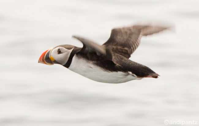 puffin.jpg