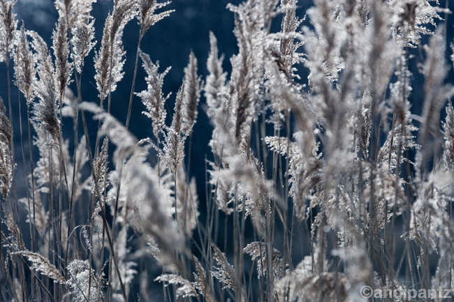 featherplants2.jpg