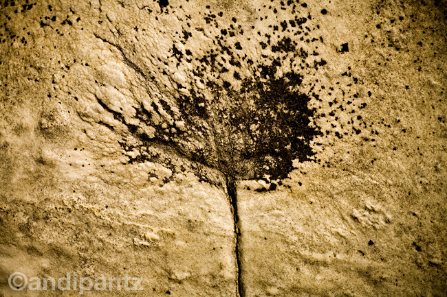 stonetree3.jpg