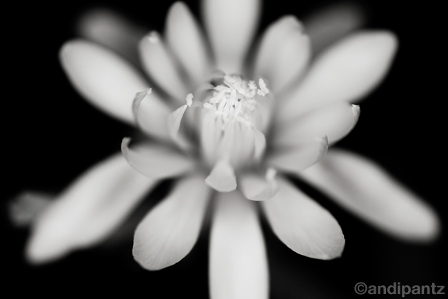 bwflower1.jpg