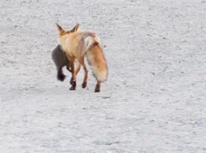 fox.jpg