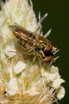 matingflies.jpg