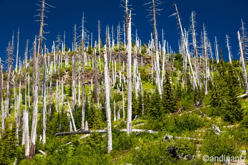 MSHGhostTrees.jpg