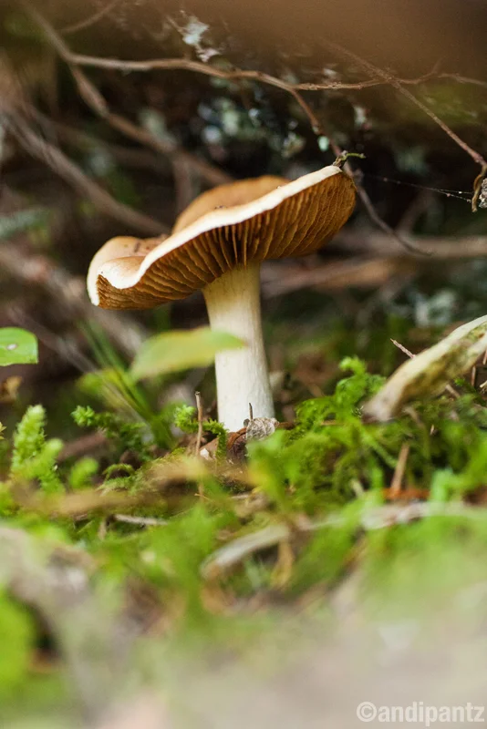 Didn't collect it. Didn't identify it, but I thought it was pretty.