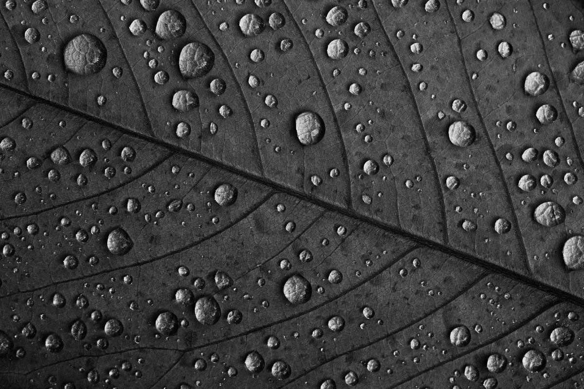 BWdroplets.jpg