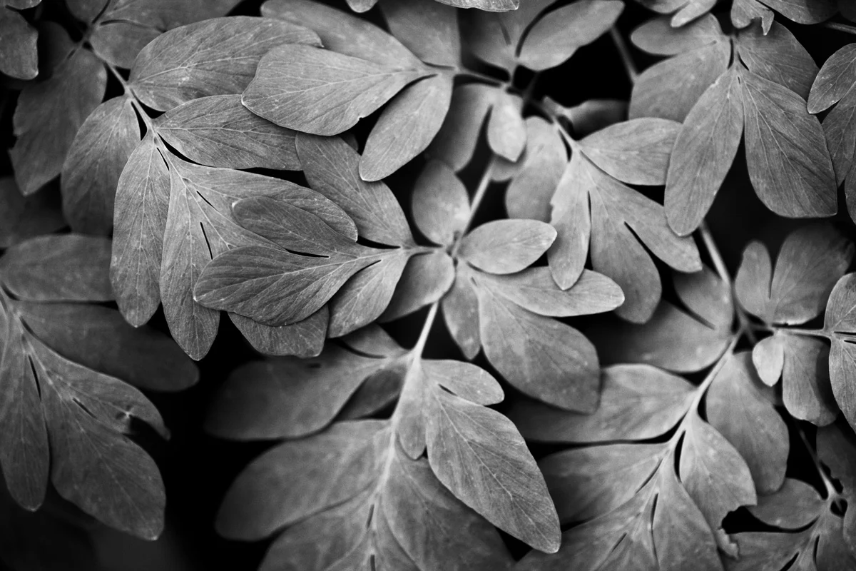 BWplant.jpg