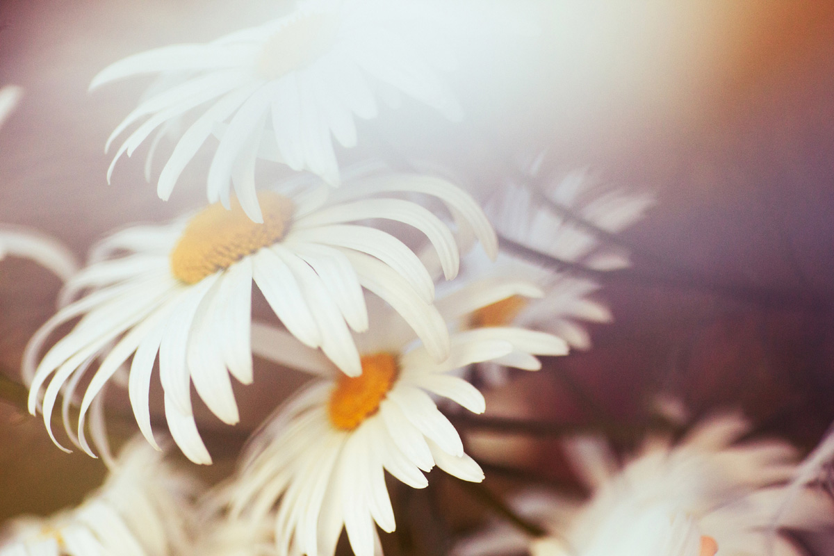 Chamomile.jpg