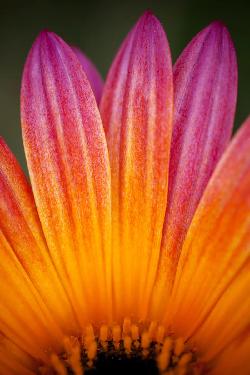 ColorfulDaisy.jpg