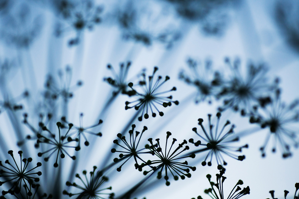 Dill.jpg