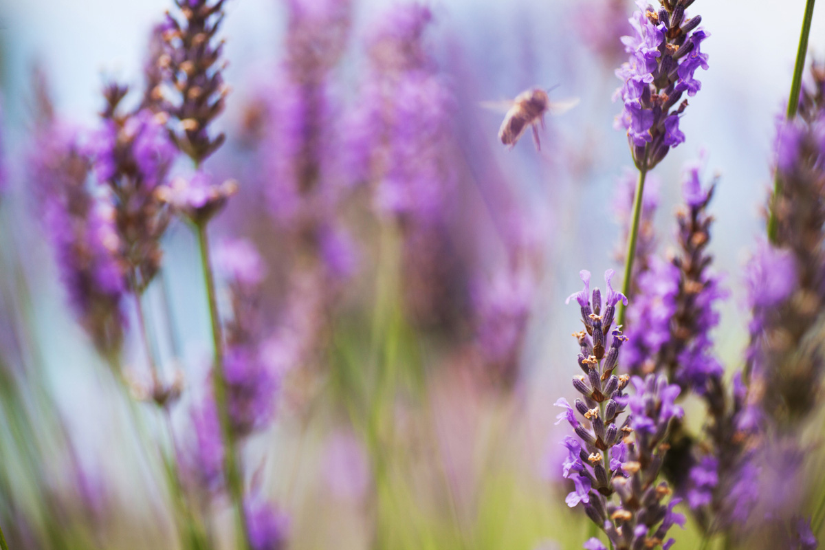 LavenderBee.jpg