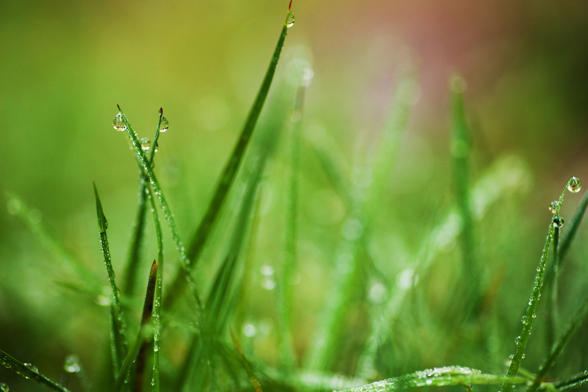 RainOngrass.jpg