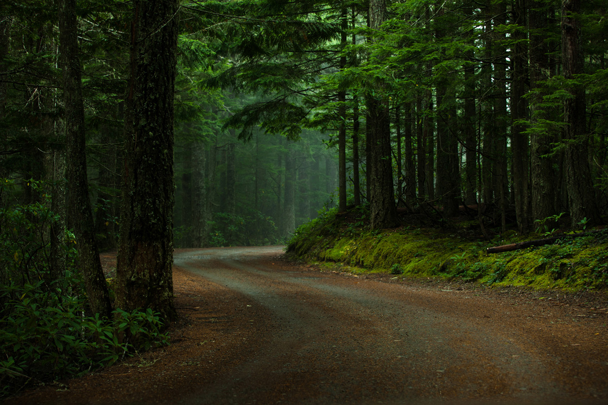 DarkForest.jpg