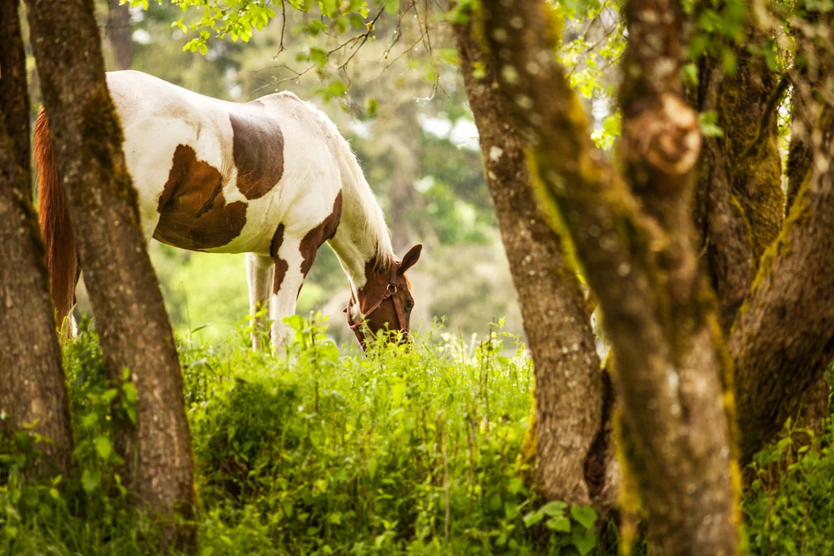 Horses2.jpg