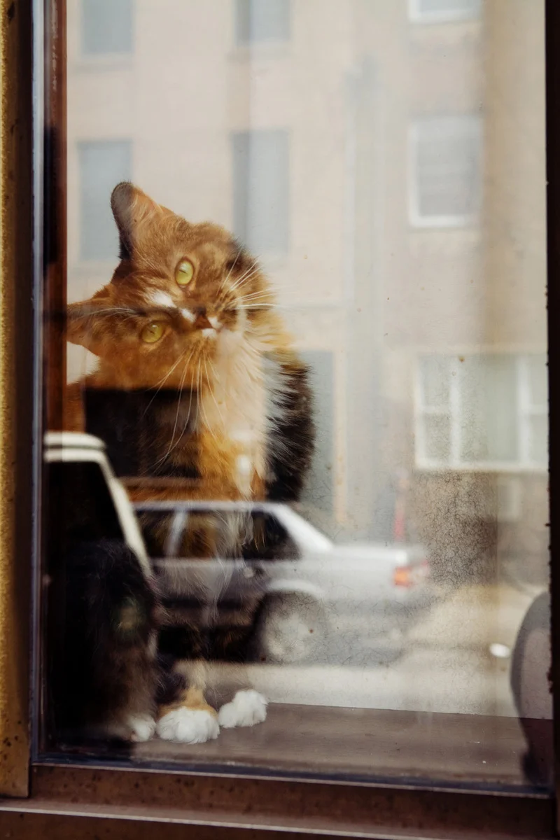 WindowCat.jpg