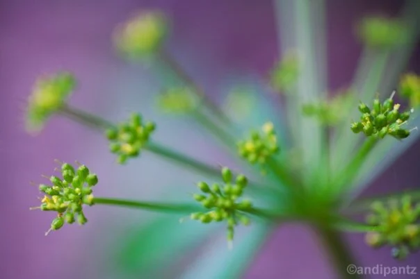 A98AB7D6-04FF-4A36-B3D7-EB1890CF9913.jpeg