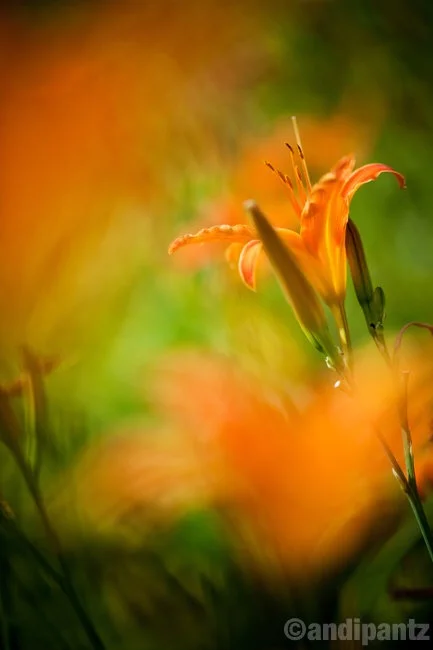 D2E7A93A-1D33-400E-83C5-5833BD56A702.jpeg
