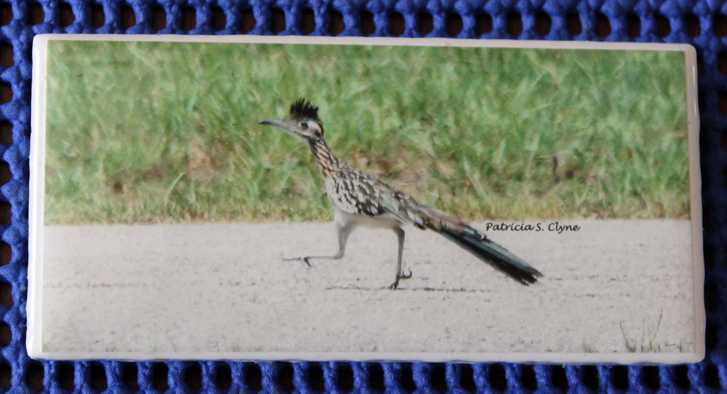 Beep Beep! Fast Facts About Roadrunners in Texas - Texas Wildlife  Exemptions, Plans and Consulting