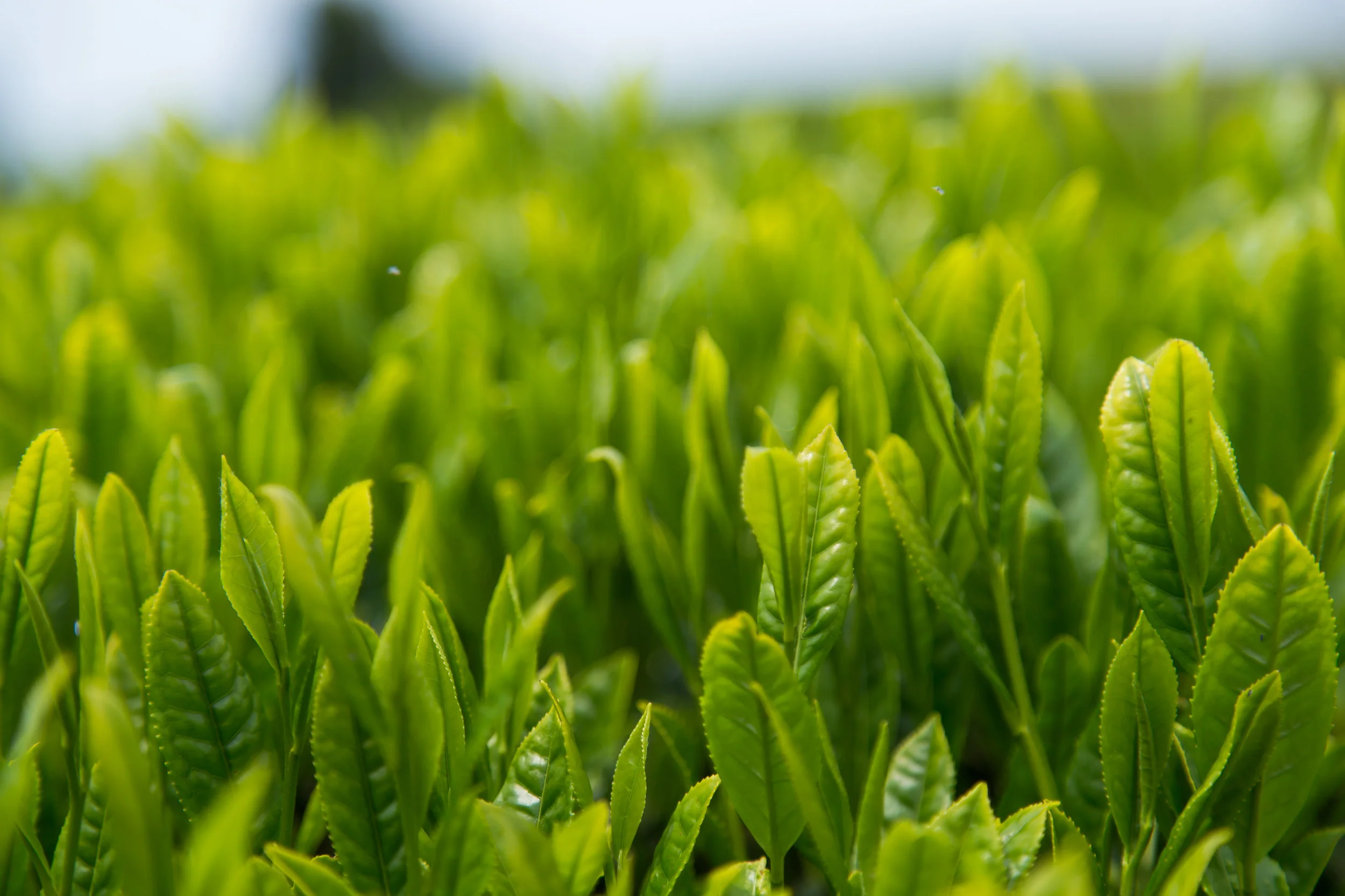 Shincha | The Beginning of the Year’s Tea Harvest