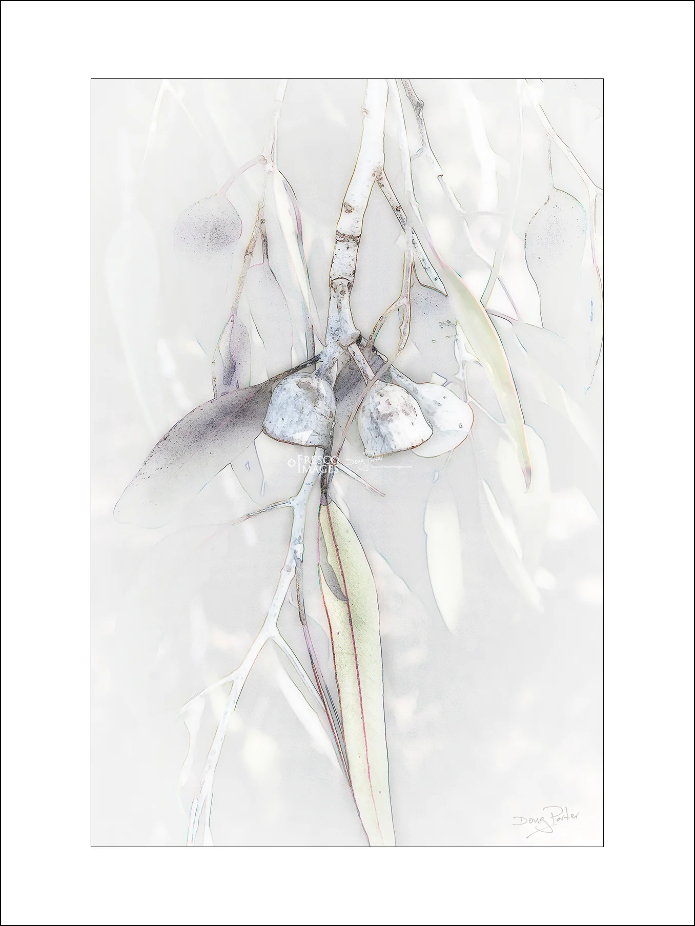 'Silver Princess'