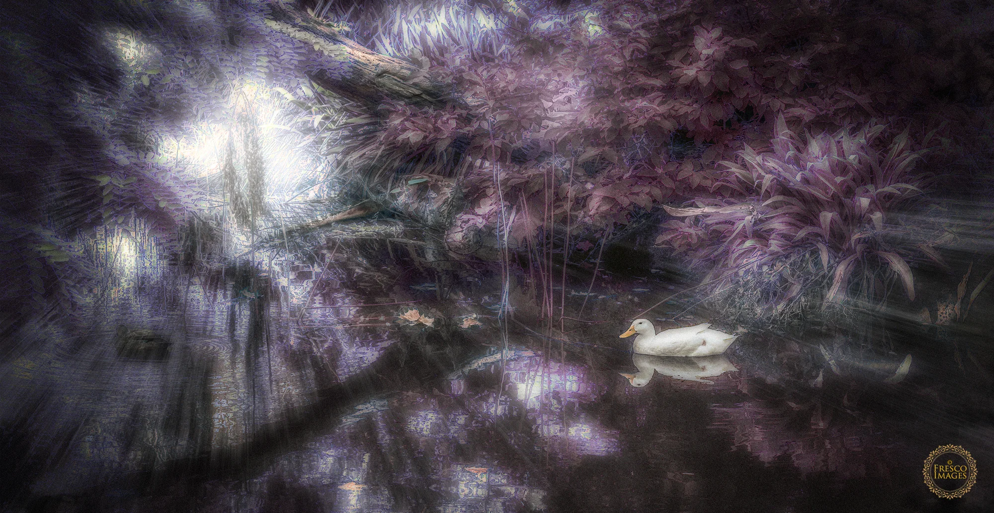 'Duckpond Dreamscape'