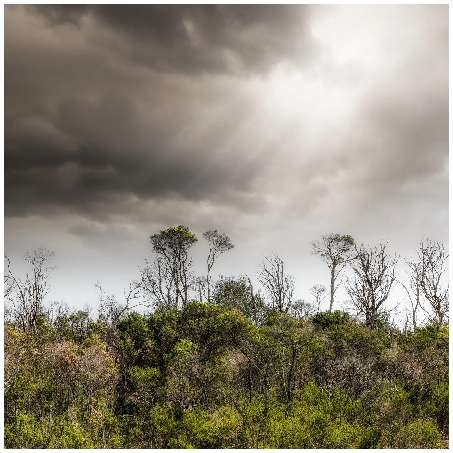 'Warringine Walk #6376' - Square