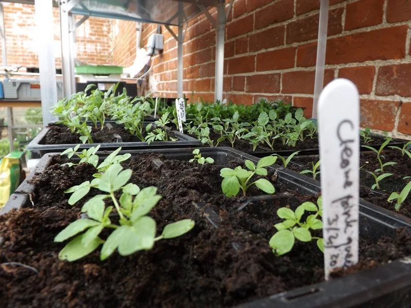 Power flowers: cleome