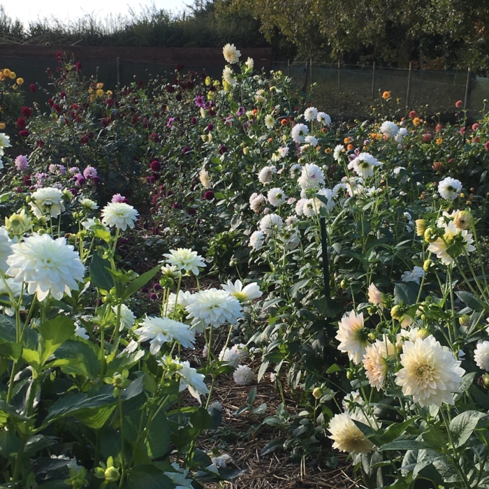 Dahlias growing earlier this summer
