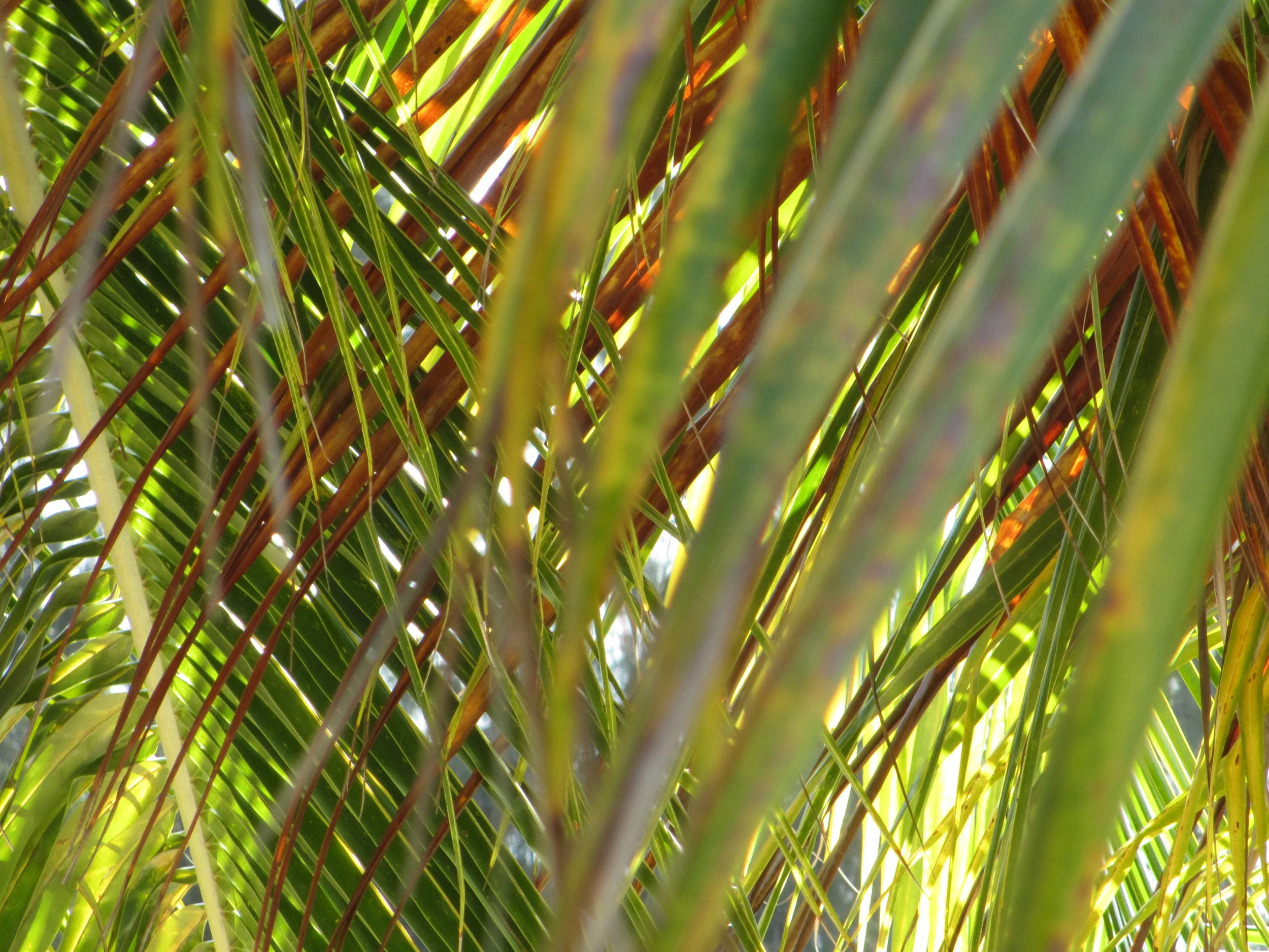 under the palm tree