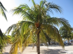 palm w coconuts.JPG