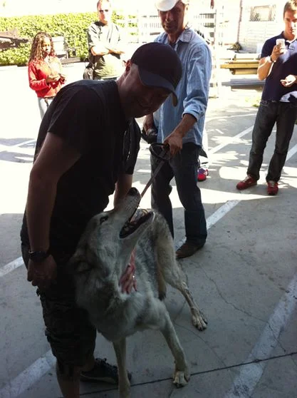 I pet wolves.