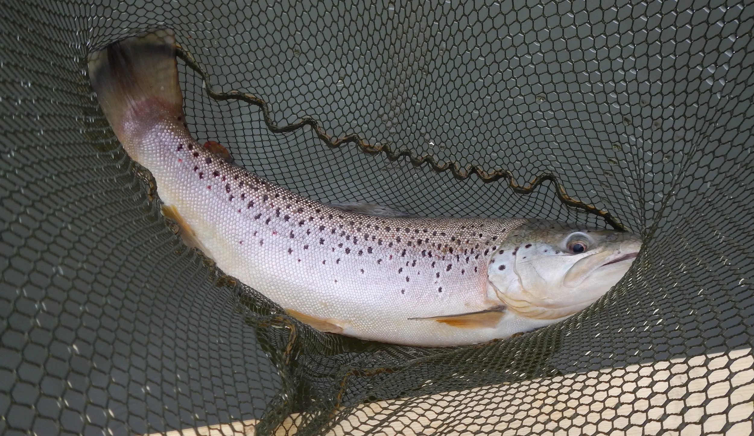 2018 Beautiful Brown