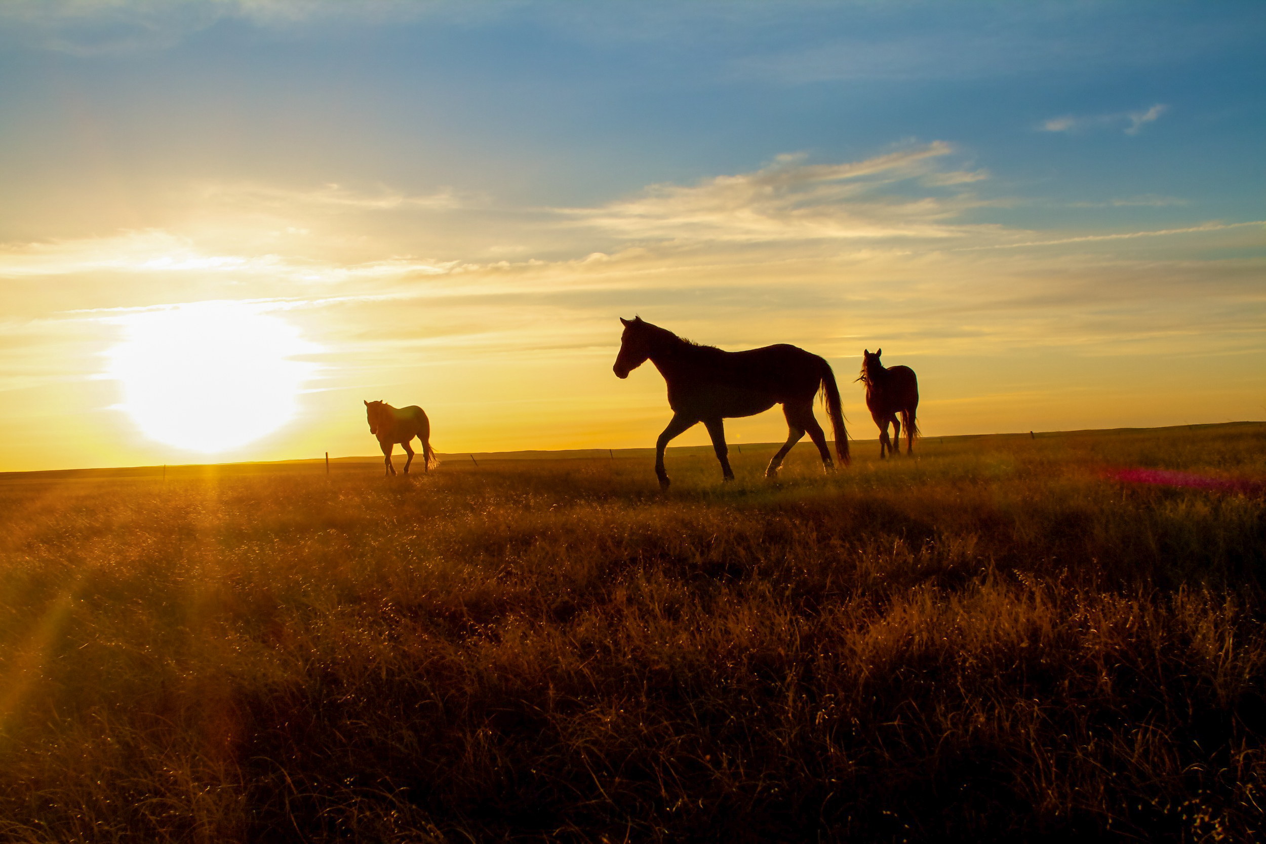 horses at sunset.jpg