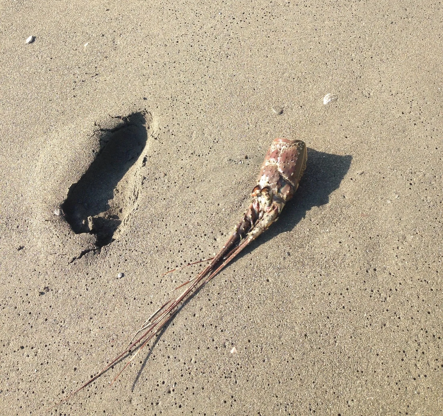 Oh yeah, our beach walks sometimes get a little weird when we come across sea creature exoskeletons. That's a footprint right next to it... Yikes.