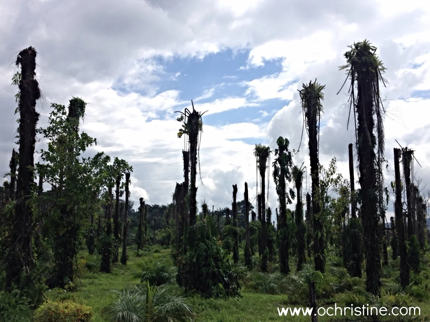 While driving out of Puerto Jimenez, we passed a peculiar field of what seemed like dead palms. We couldn't figure out if they rotted and were cut down or if it was a special type of palm. More research later...