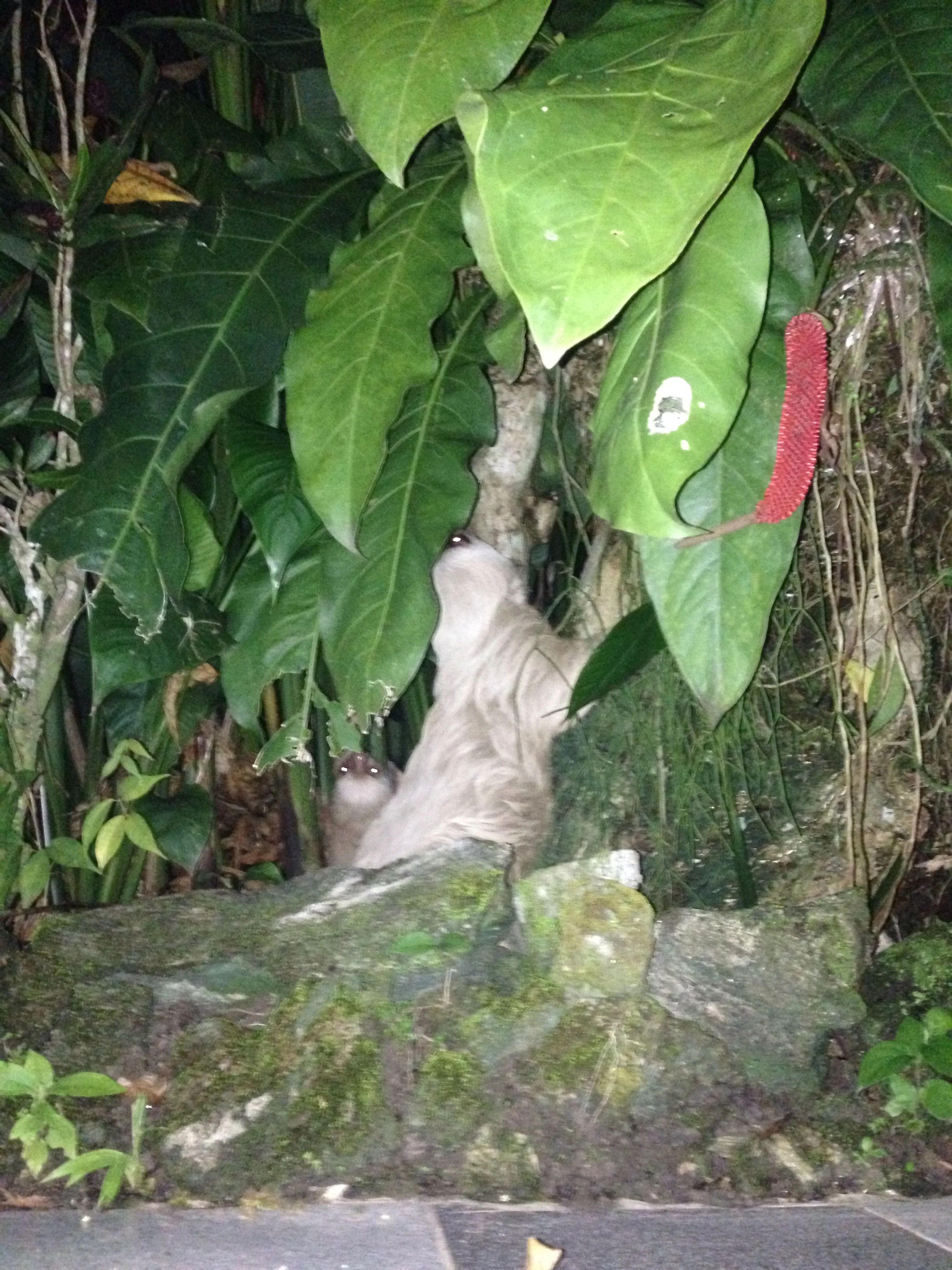 The Casa Verde Lodge has a sloth family!