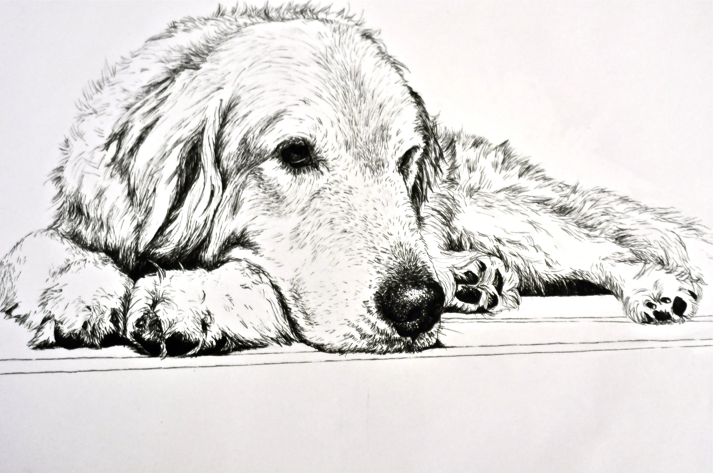  Golden Retriever  Pen and Ink  12x16 