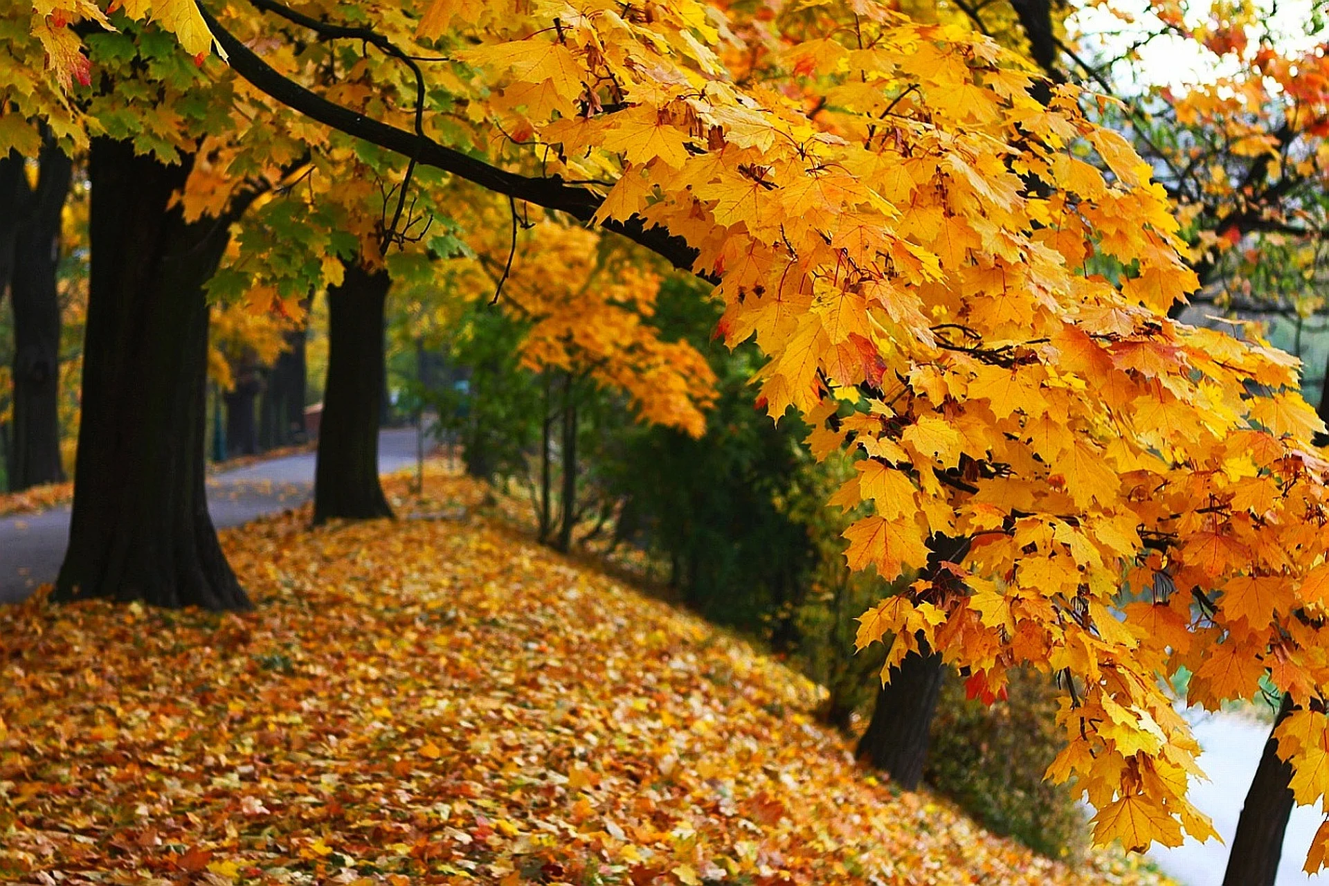 autumn-19806.jpg