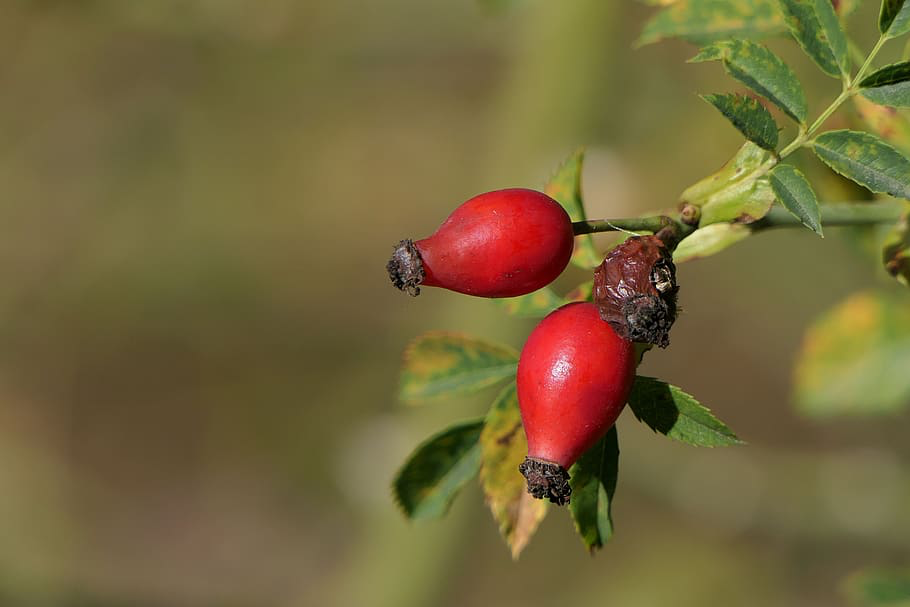 natures family vitamin e cream