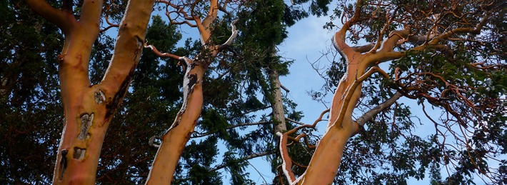 ArbutusGrovePreschoolTrees.jpeg