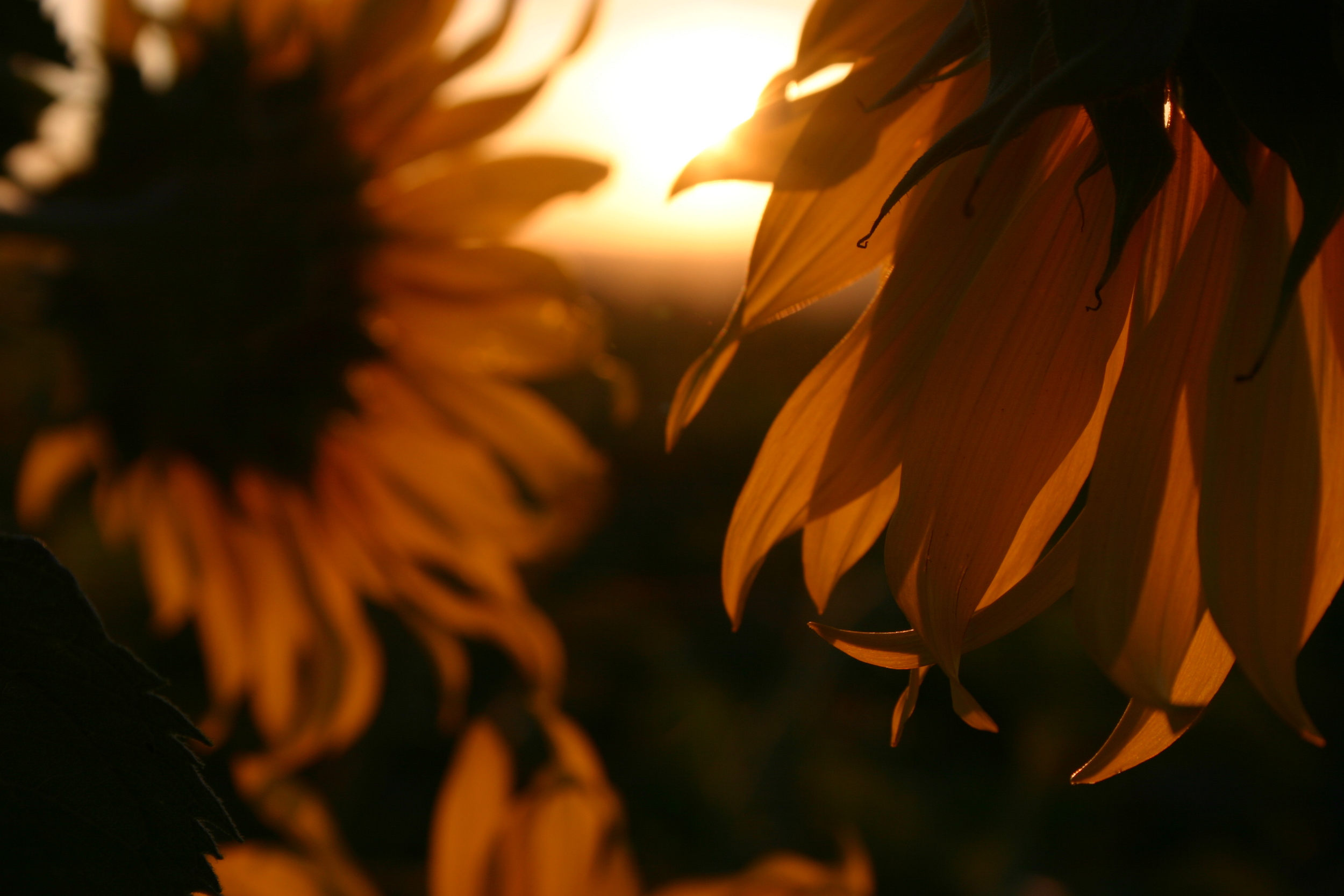 Sunrise in the Sunflowers, Ukraine