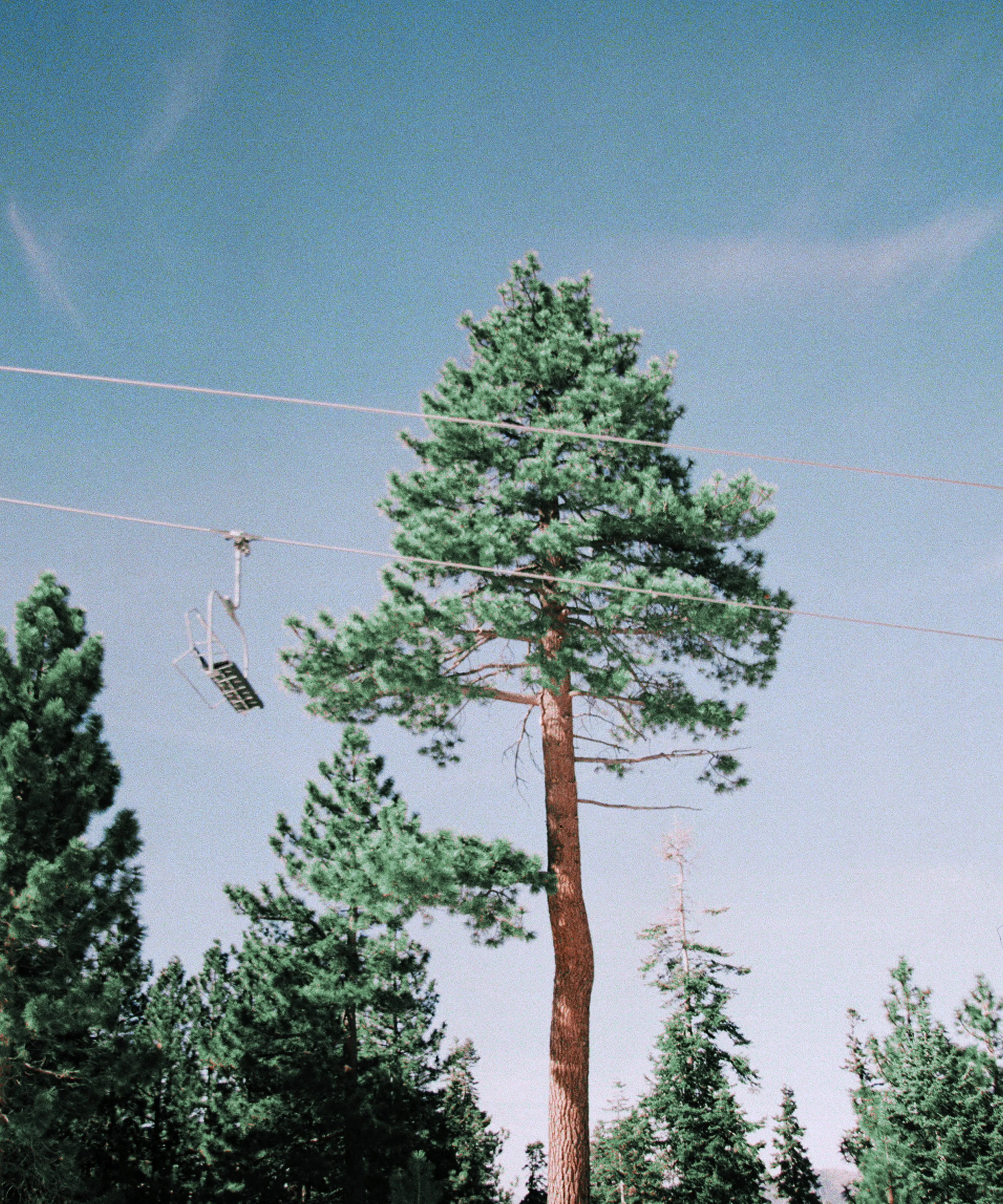 COOLTREE.jpg