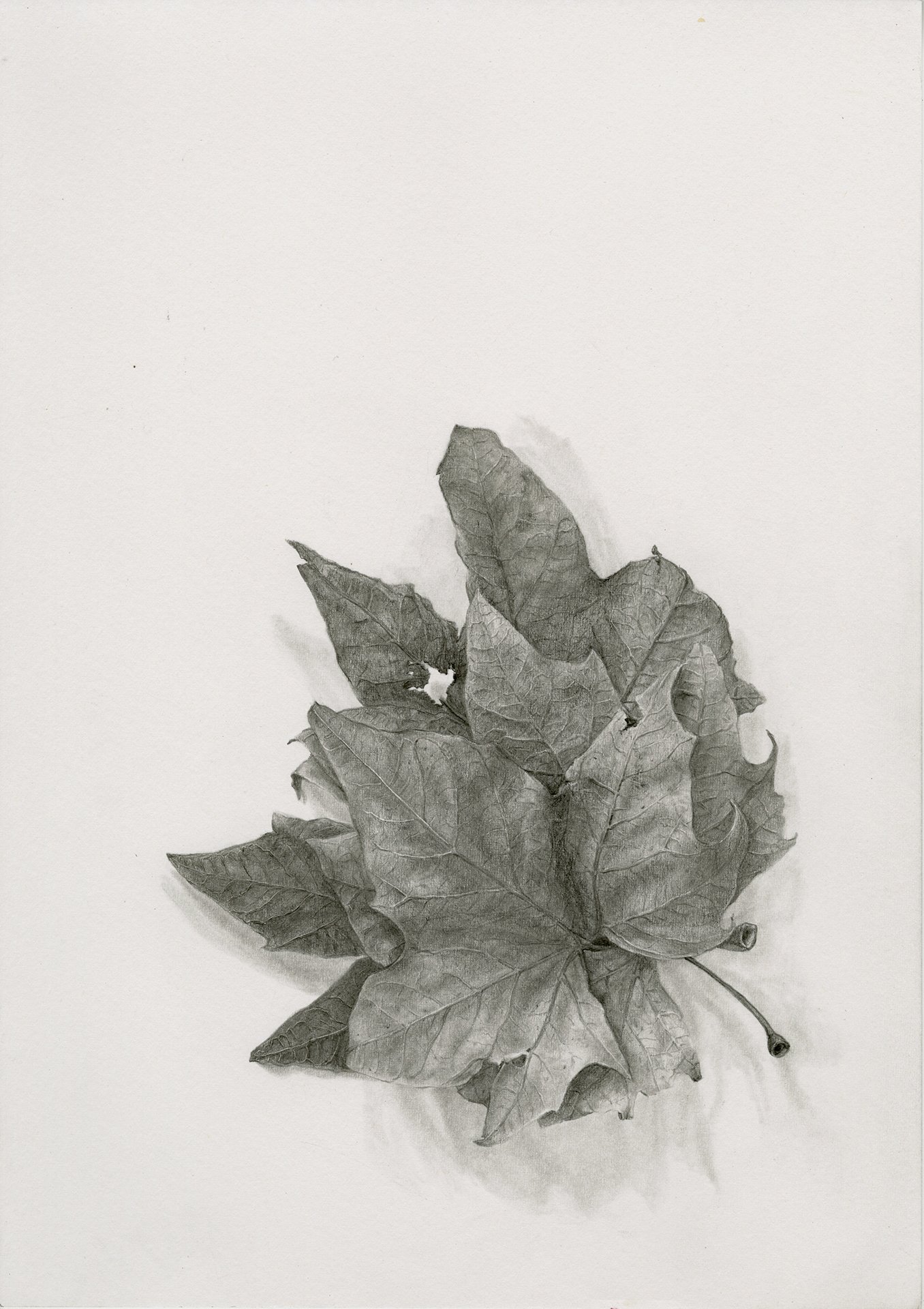 Sycamore Leaves