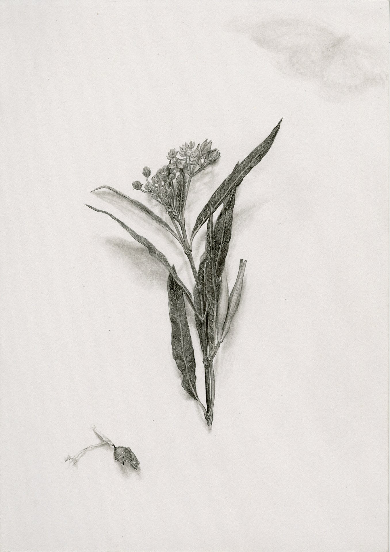 Milkweed