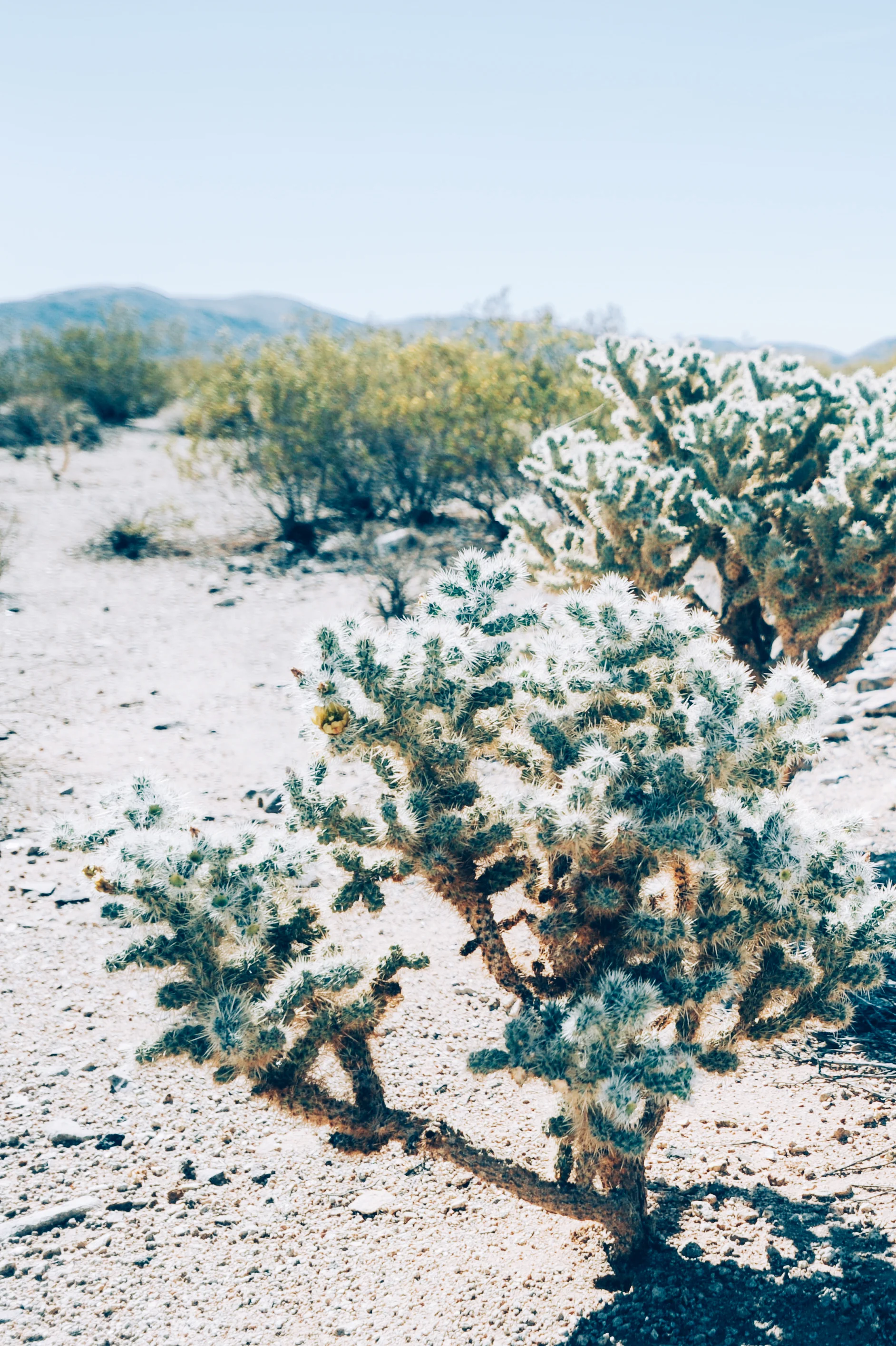 CACTUS VIBES
